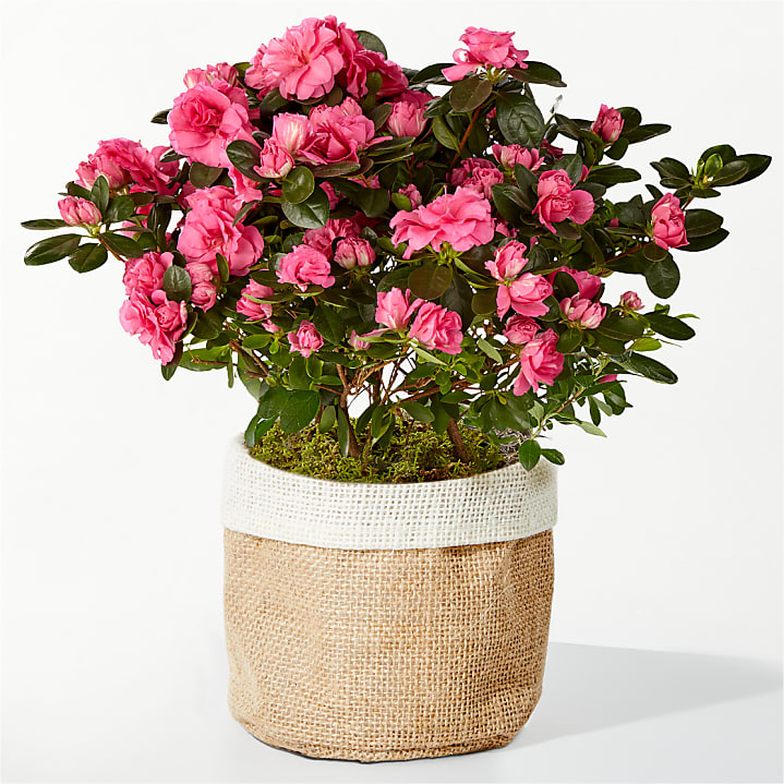 product image for Pretty Pink Azalea