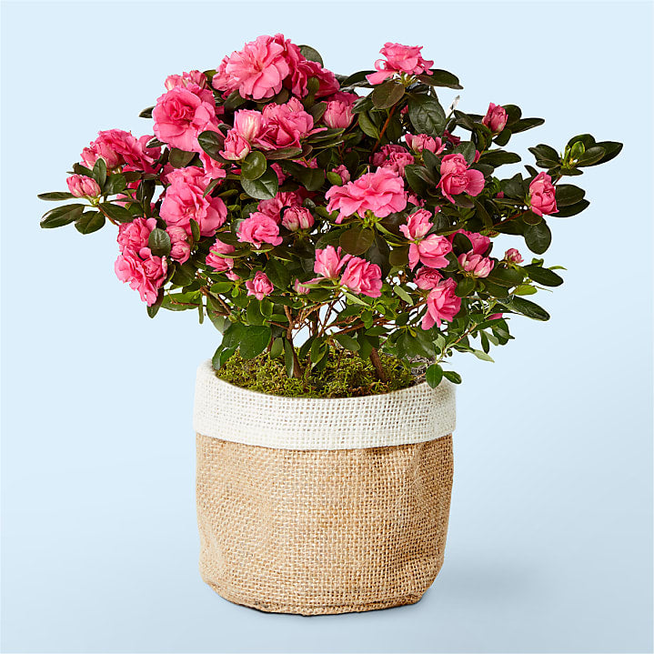 product image for Pretty Pink Azalea