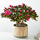 Pink Azalea in Maple Leaf Pot