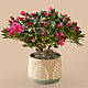 Pink Azalea in Maple Leaf Pot