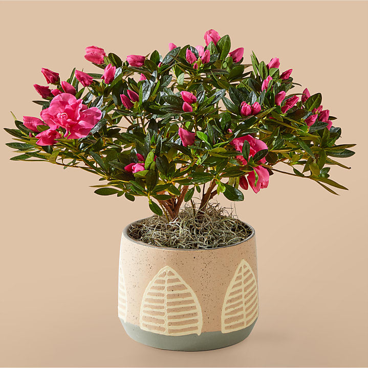 product image for Pink Azalea in Maple Leaf Pot