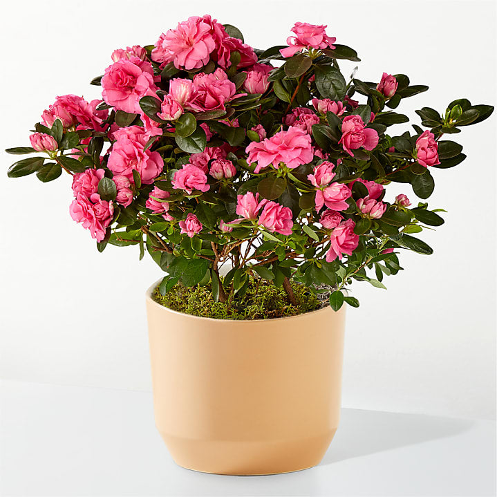 product image for Pink Azalea Plant