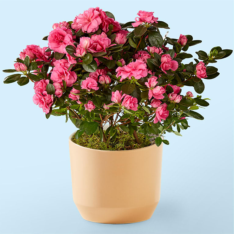 Azalea Pink Ribbons Deja Bloom buy online plants and trees at