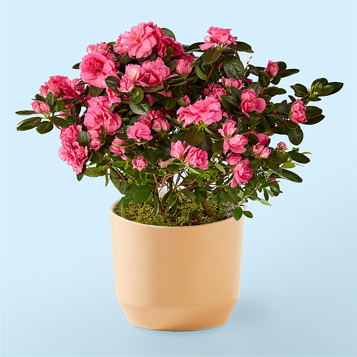 product image for Pink Azalea Plant