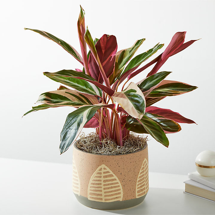 product image for Calathea Stromanthe Triostar in Maple Leaf Pot