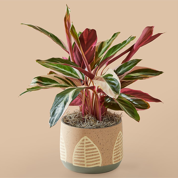 product image for Calathea Stromanthe Triostar in Maple Leaf Pot