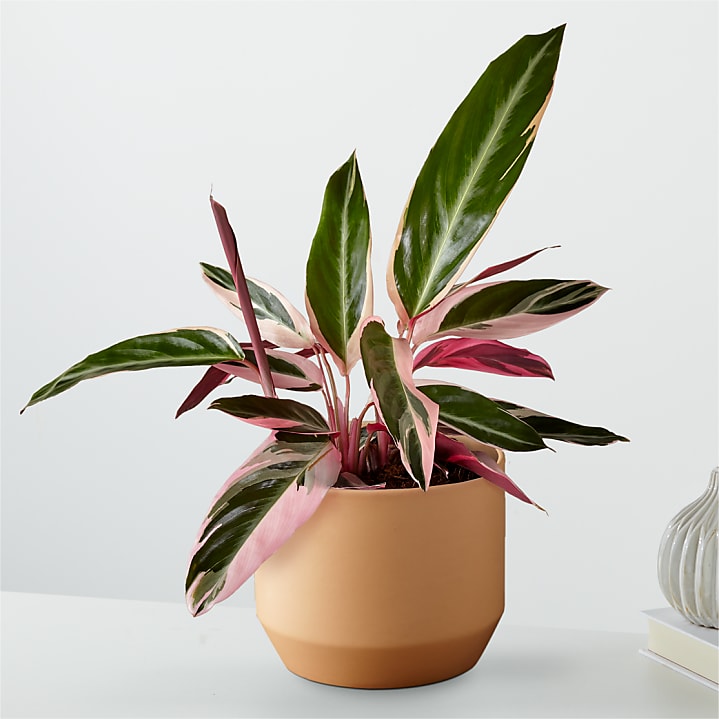 product image for Calathea Stromanthe Triostar