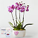 Pink Orchid Garden with Mom Heart Keepsake