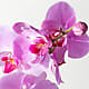 Pink Orchid Garden