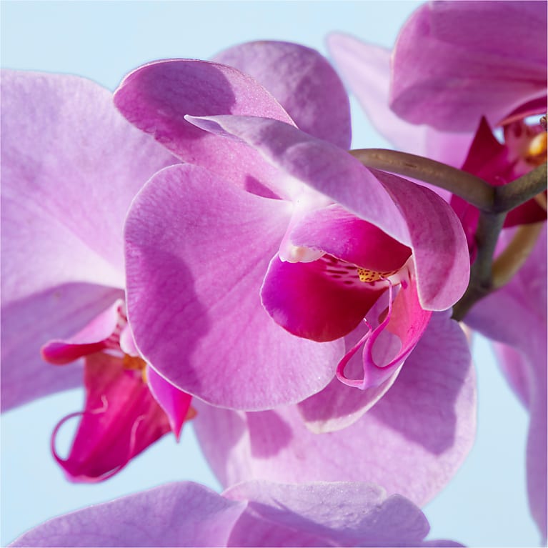 Pink Orchid Garden