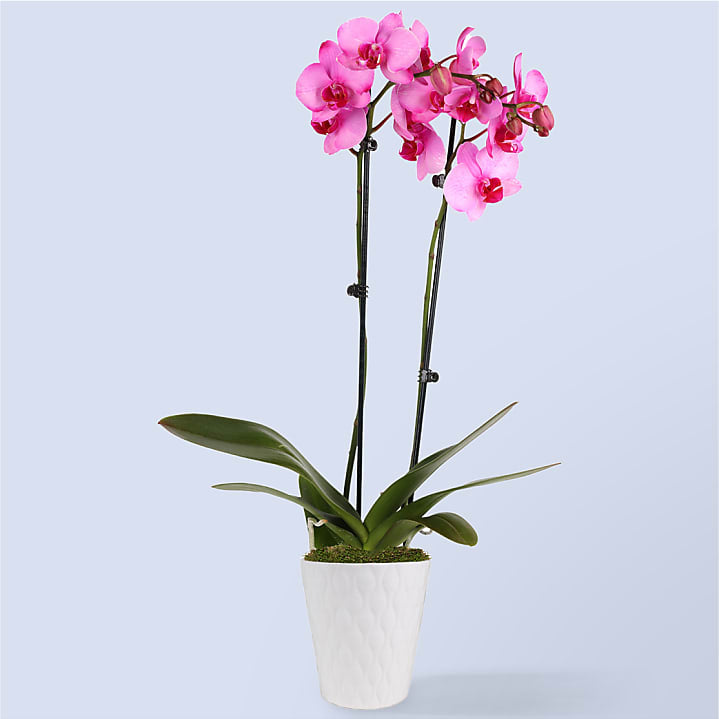 product image for 5" Pink Watercolor Orchid