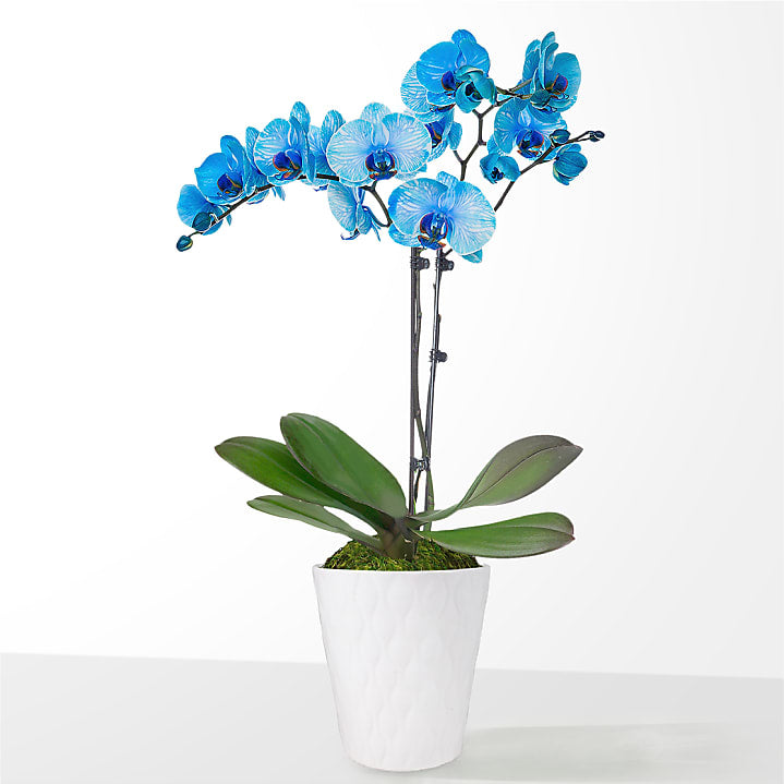 product image for Blue Watercolor Orchid