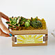 Sending Sunshine Succulent Crate
