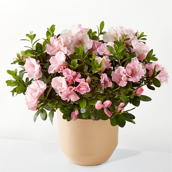 product image for Coral Rosalea Plant