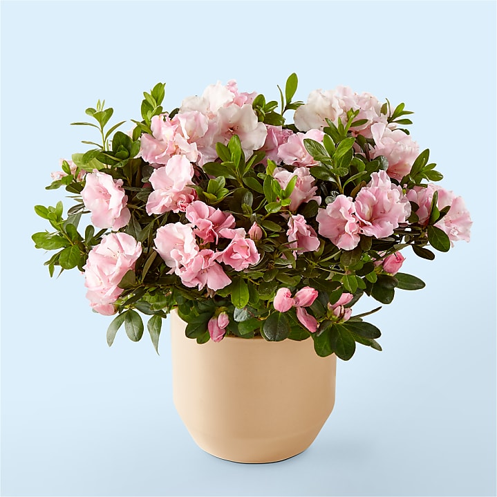 product image for Coral Rosalea Plant