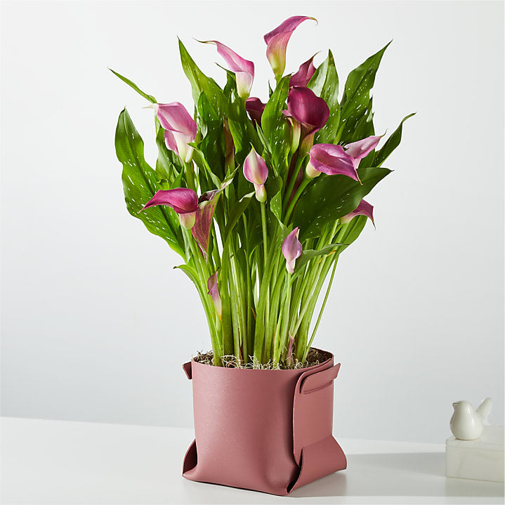 product image for Midnight Purple Calla