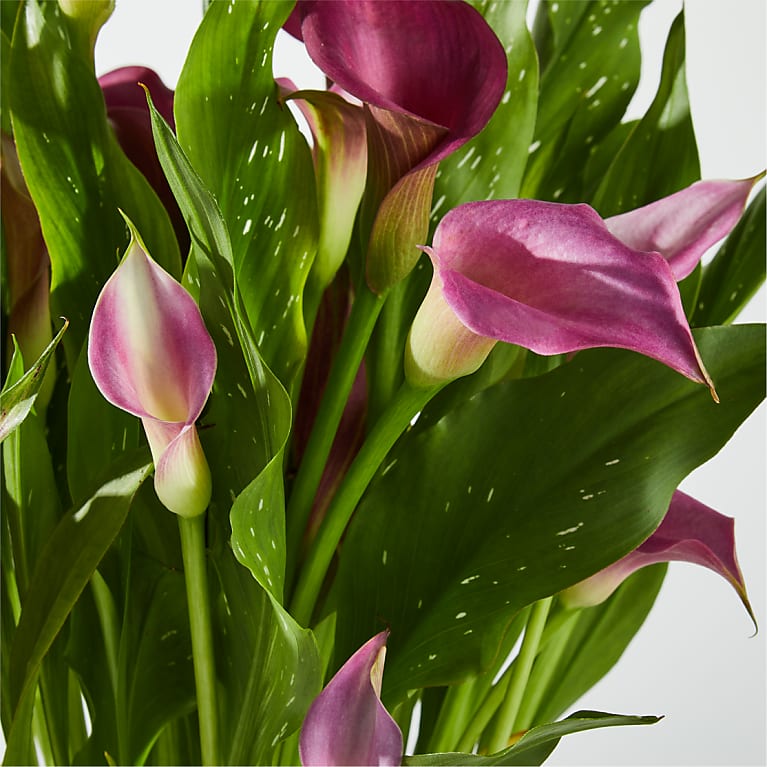 Midnight Purple Calla