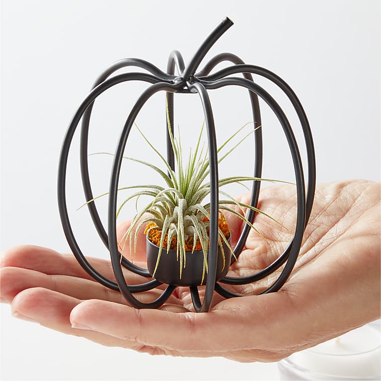 Wire Pumpkin Air Plant