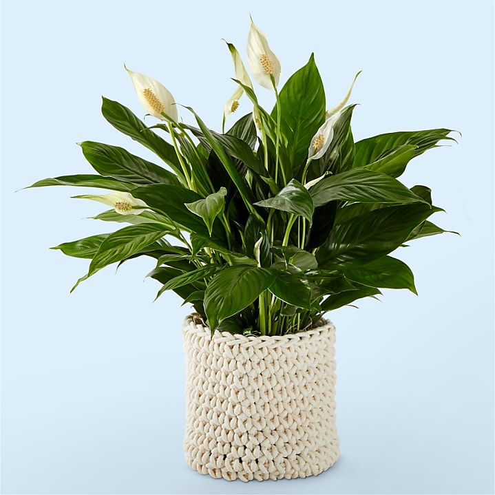product image for Peace Lily