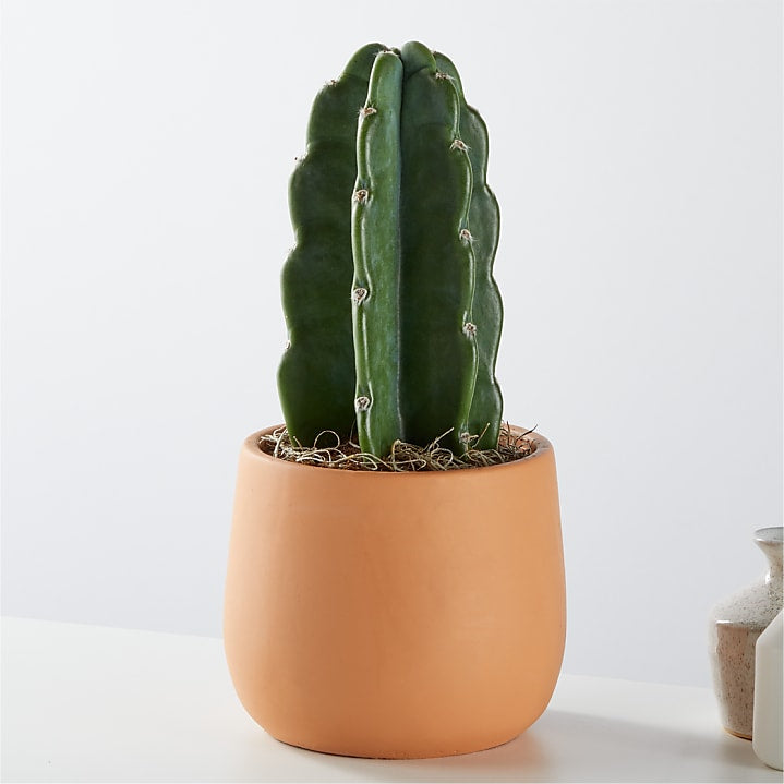 product image for Cuddly Cactus