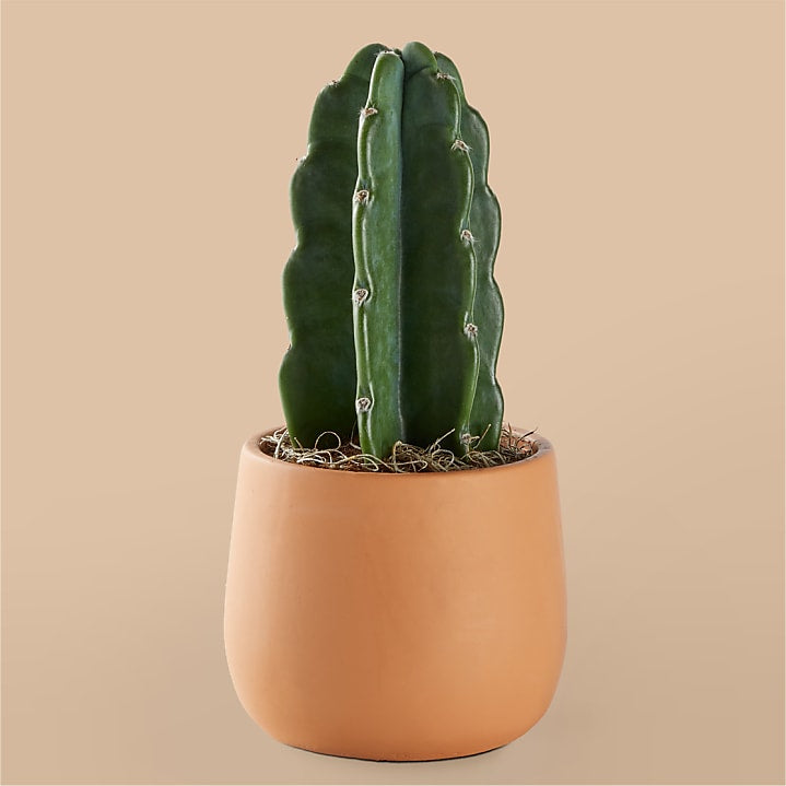 product image for Cuddly Cactus