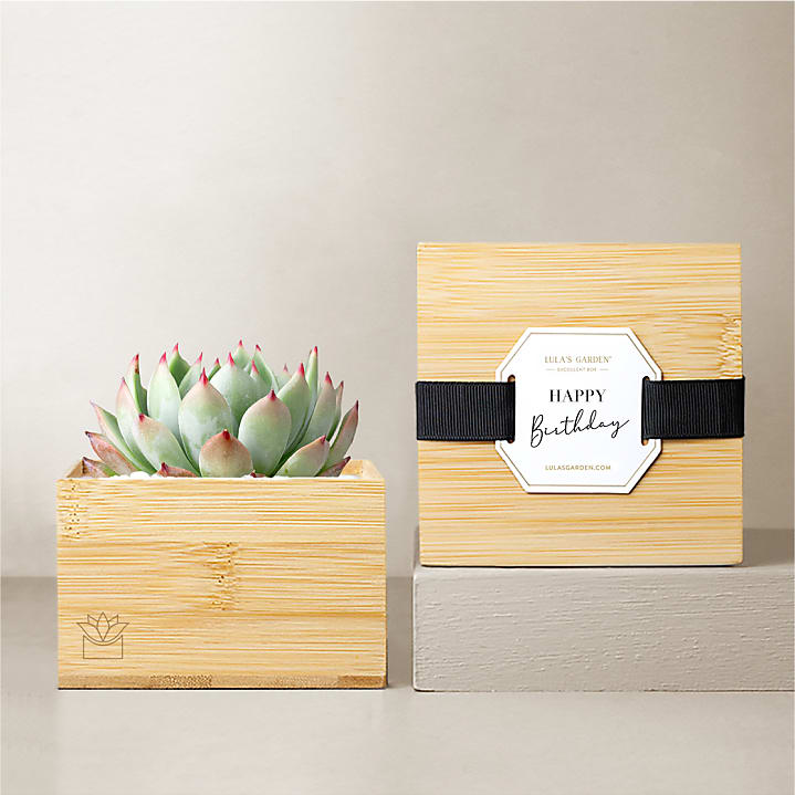 product image for Lula's Garden Bamboo Bliss - Happy Birthday