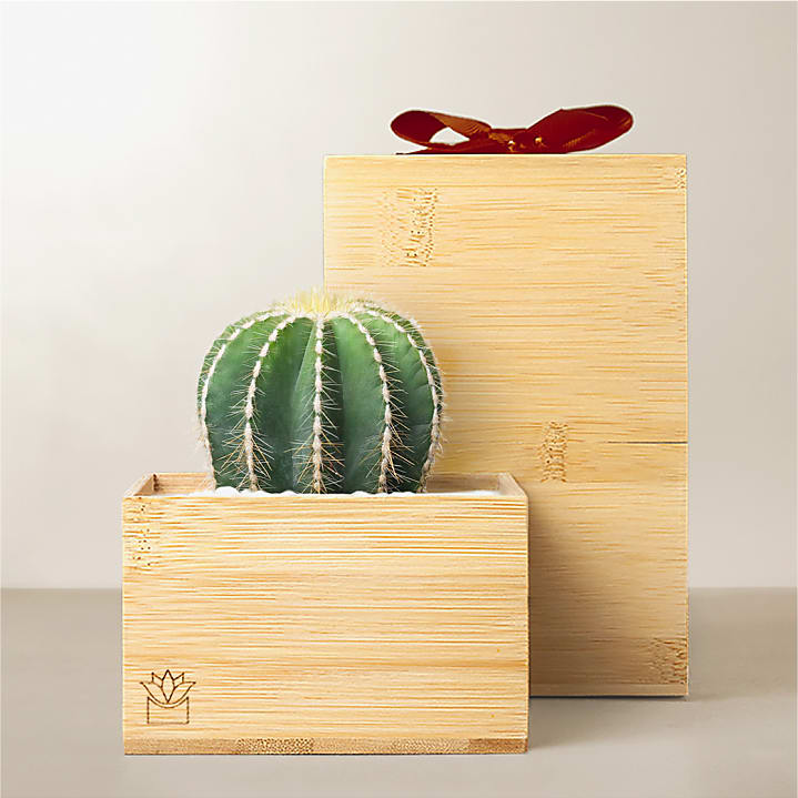 product image for Lula's Garden Bamboo Cacti - Red Bow