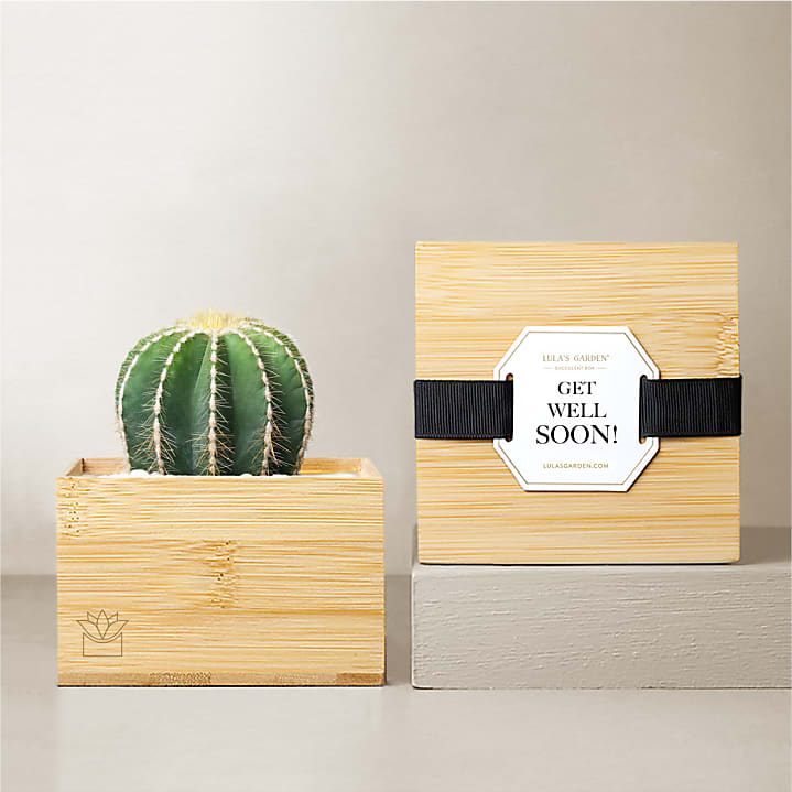 product image for Lula's Garden Bamboo Cacti - Get Well Soon