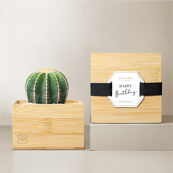 product image for Lula's Garden Bamboo Cacti - Happy Birthday
