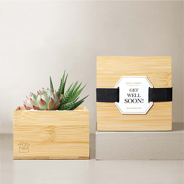 product image for Lula's Garden Bamboo Glow - Get Well Soon