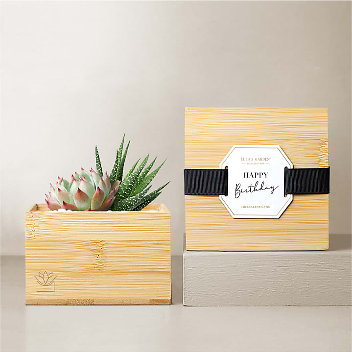 product image for Lula's Garden Bamboo Glow - Happy Birthday