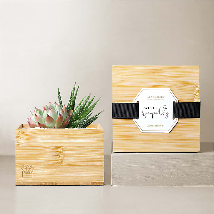 product image for Lula's Garden Bamboo Glow - With Sympathy