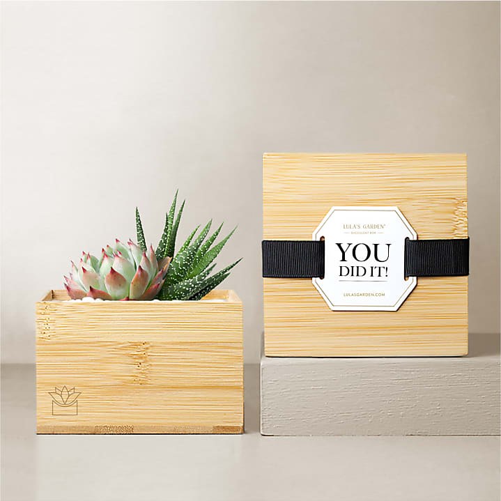 product image for Lula's Garden Bamboo Glow - You Did It