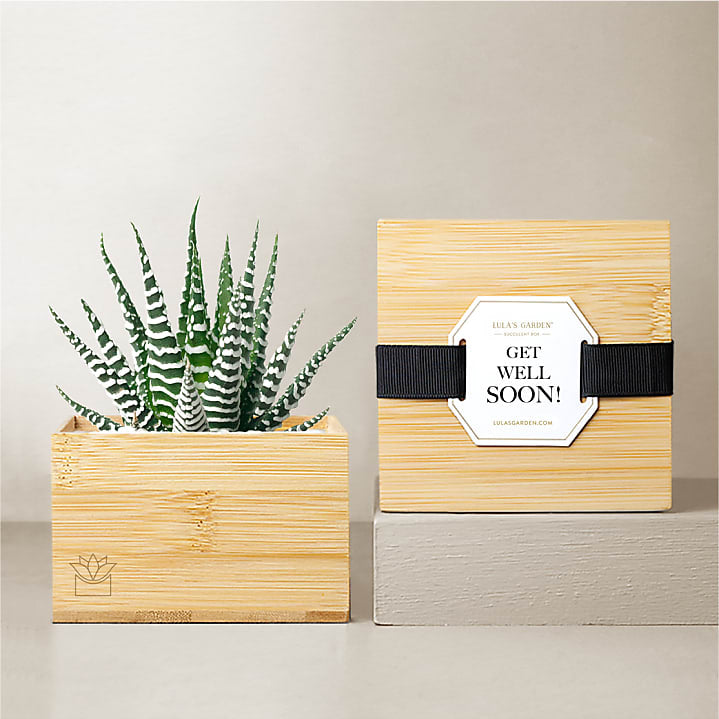 product image for Lula's Bamboo Zebra Garden- Get Well Soon