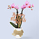 Love You Mom Mini Pink Orchid