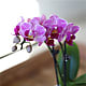 Love You Mom Mini Pink Orchid