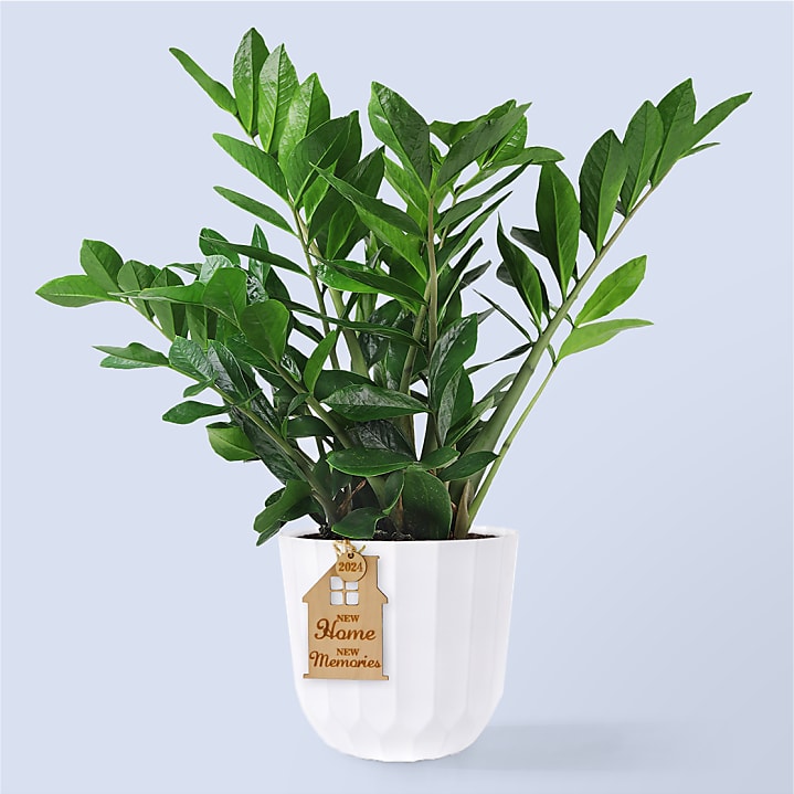 product image for Housewarming 8" Large ZZ Plant