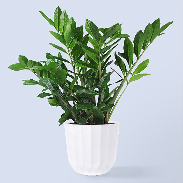 product image for Large ZZ Plant