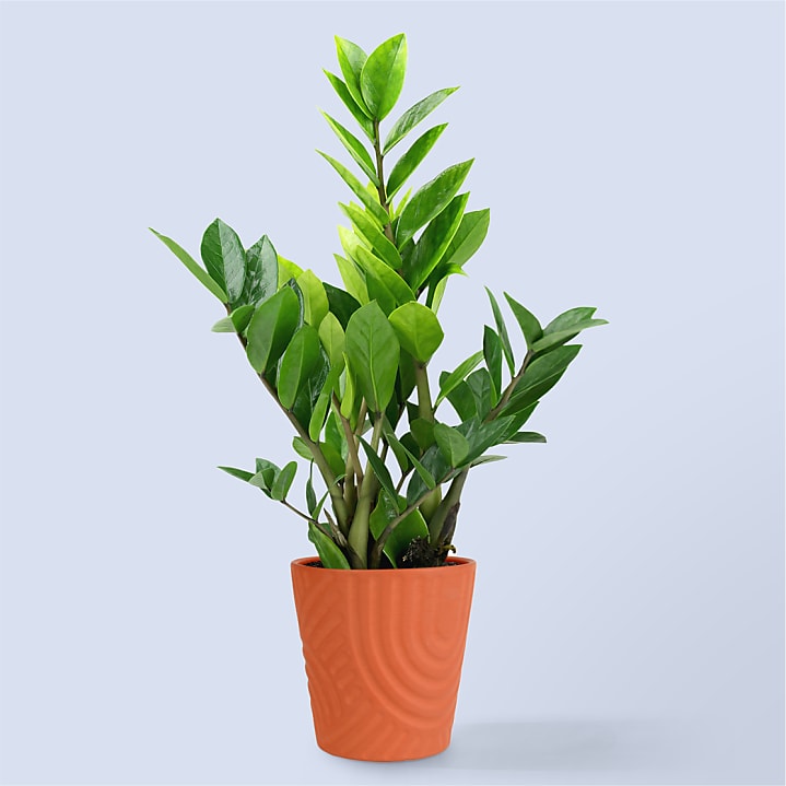 product image for Medium ZZ Plant