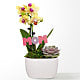 Mini Yellow Orchid and Echeveria Succulent