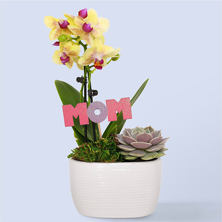product image for Mini Yellow Orchid and Echeveria Succulent