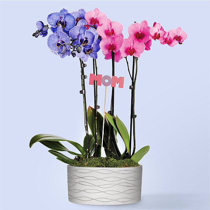 product image for Pink and Lavender Watercolor Orchids