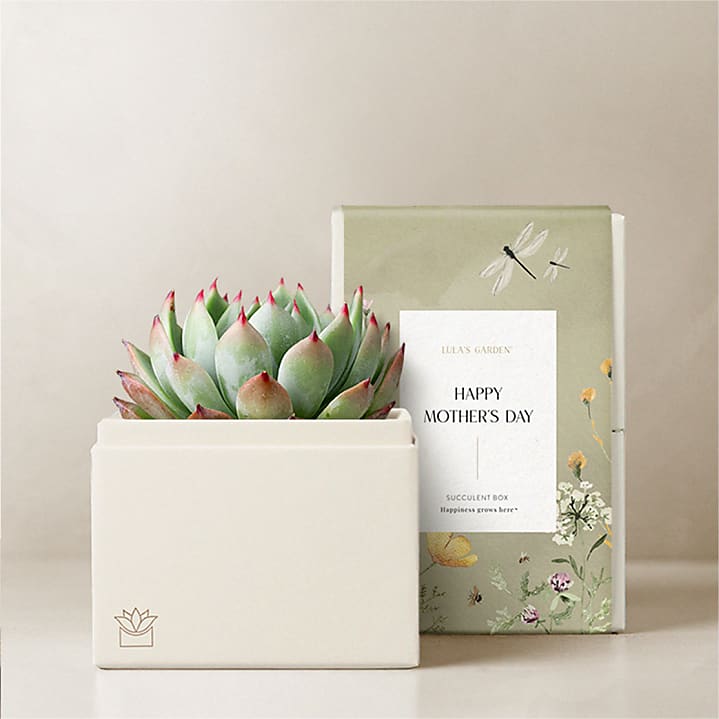 product image for Lula's Garden - Mother's Day Petite Gardens