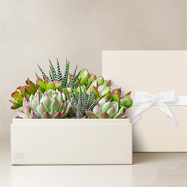 product image for Lula's Urban Garden - Mother's Day