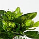 8" Fragrant Gardenia Plant