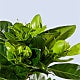 8" Fragrant Gardenia Plant