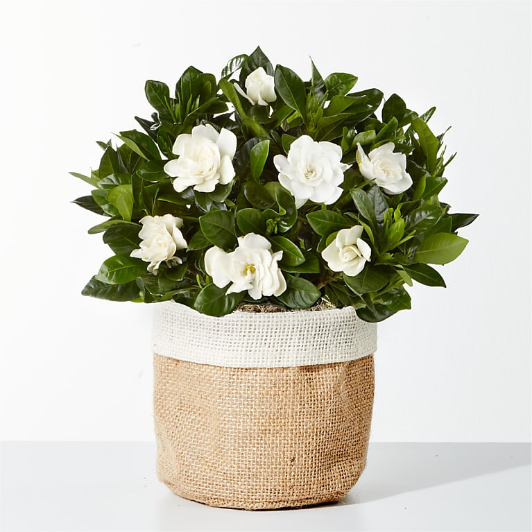 8" Fragrant Gardenia Plant