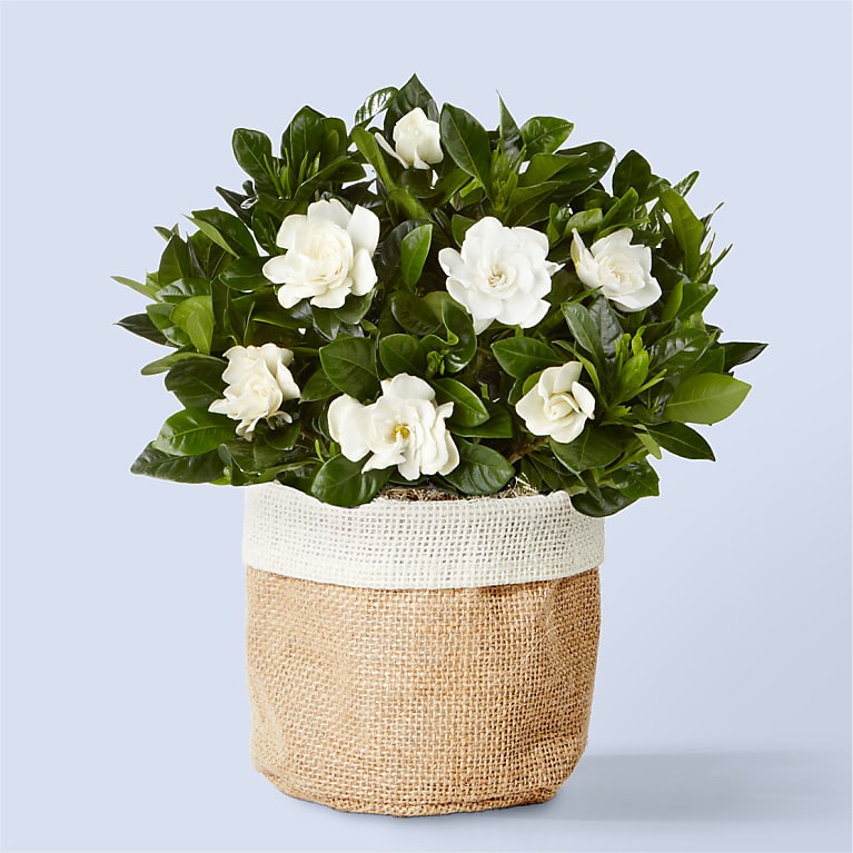 8" Fragrant Gardenia Plant