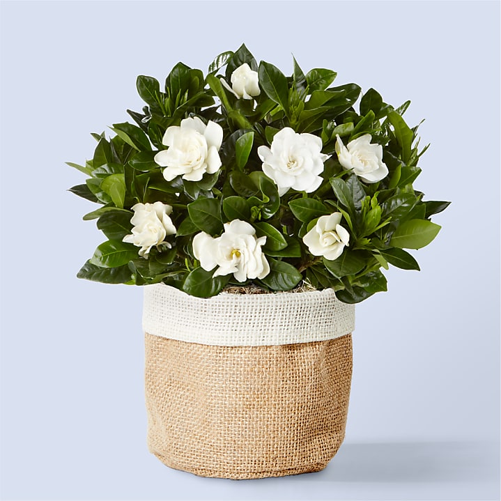 product image for 8" Fragrant Gardenia Plant