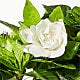 8" Fragrant Gardenia Plant